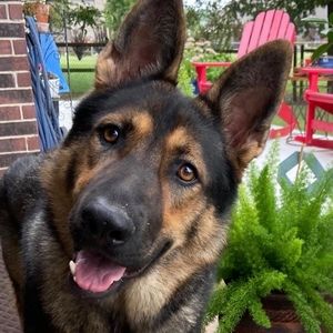 Meet your Posher, Jo